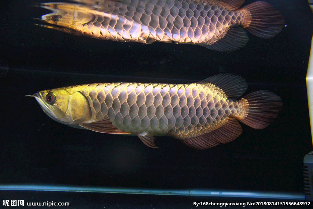 廣州金龍魚：廣州金龍魚(東江大道2號店)