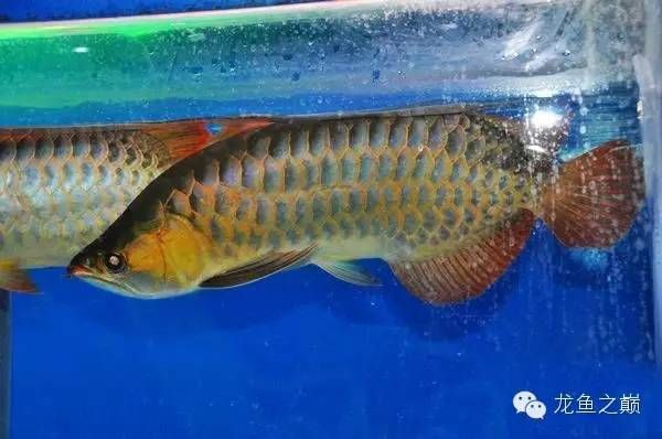 金龍魚 產(chǎn)地：金龍魚產(chǎn)地是哪里