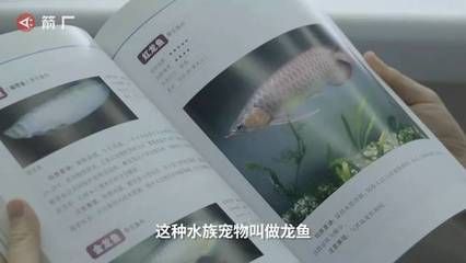 龍魚眼睛爛了還能長好嗎：龍魚眼睛爛了可能是由于多種原因引起的