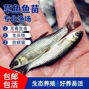 龍魚眼睛爛了還能長好嗎：龍魚眼睛爛了可能是由于多種原因引起的