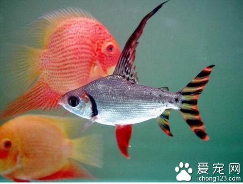 龍魚和飛鳳混養(yǎng)幾條比較好：龍魚和什么魚混養(yǎng)好