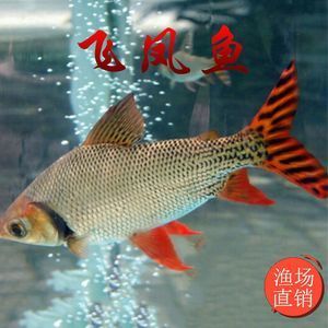 龍魚配飛鳳好還是雙線王好：飛鳳魚和雙線王魚怎么選擇 龍魚百科 第2張