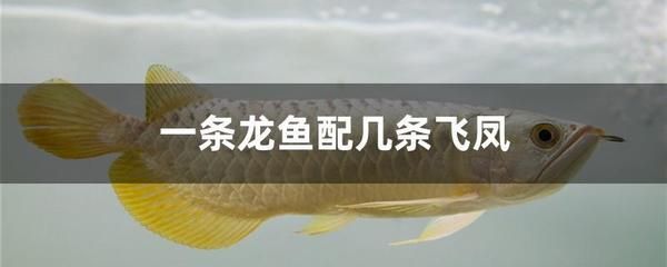 龍魚配飛鳳好還是雙線王好：飛鳳魚和雙線王魚怎么選擇 龍魚百科 第1張