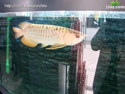 紅龍魚(yú)發(fā)色用什么燈比較好一點(diǎn)：如何選擇紅龍魚(yú)發(fā)色的燈光