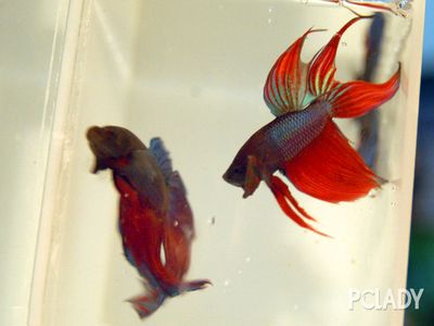 龍魚(yú)的飼養(yǎng)方法有哪些：龍魚(yú)的飼養(yǎng)方法