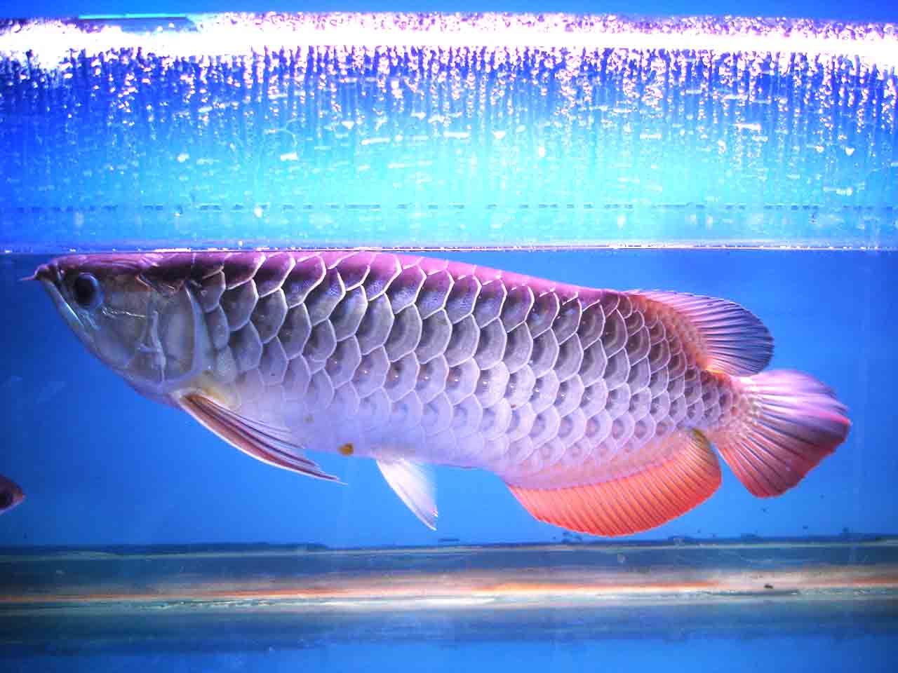 龍魚眼部手術(shù)視頻：關(guān)于龍魚眼部手術(shù)的相關(guān)視頻 龍魚百科 第1張