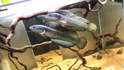 紅龍魚(yú)海水魚(yú)怎么養(yǎng)殖視頻：紅龍魚(yú)養(yǎng)殖方法