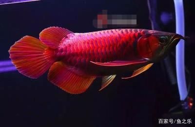 紅色的龍魚(yú)叫什么魚(yú)?。杭t色龍魚(yú)的養(yǎng)殖技術(shù)紅色龍魚(yú)的養(yǎng)殖方法龍魚(yú)的養(yǎng)殖方法 龍魚(yú)百科 第2張