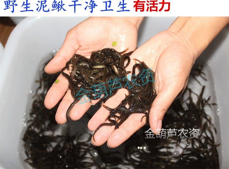 龍魚產(chǎn)地葫蘆群島是哪里：龍魚的原產(chǎn)地360問答龍魚的原產(chǎn)地實(shí)際問答 龍魚百科 第1張