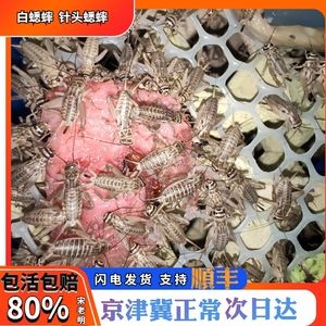 龍魚產(chǎn)地葫蘆群島是哪里：龍魚的原產(chǎn)地360問答龍魚的原產(chǎn)地實(shí)際問答 龍魚百科 第3張