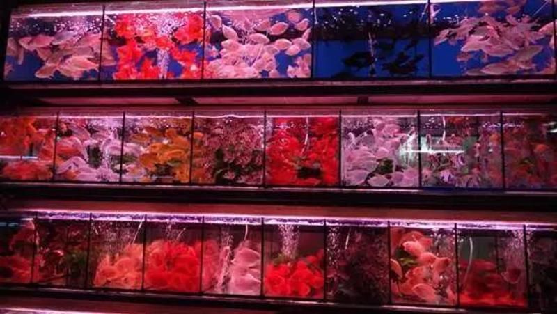 龍魚人工飼料 品牌排行第幾：龍魚人工飼料品牌排名