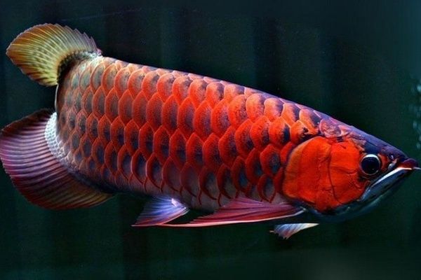 金龍魚(yú)高背和過(guò)背是什么意思呀：金龍魚(yú)過(guò)背和過(guò)背的區(qū)別