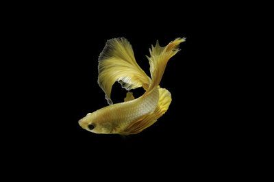 金龍魚(yú)尾巴有點(diǎn)黑色：金龍魚(yú)尾巴變黑怎么辦