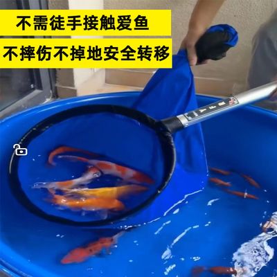 龍魚摔了一下,放魚缸翻身怎么辦：龍魚摔傷后翻身怎么辦 龍魚百科 第2張