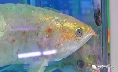 金龍魚可以活幾年啊：金龍魚的壽命是多少？