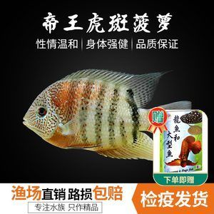 龍魚混養(yǎng)品牌有哪些：龍魚混養(yǎng)品牌選擇