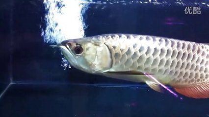 金龍魚為什么不能養(yǎng)兩條：金龍魚可以同時兩條一起養(yǎng)嗎