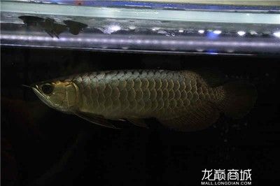 金龍魚為什么不能養(yǎng)兩條：金龍魚可以同時兩條一起養(yǎng)嗎