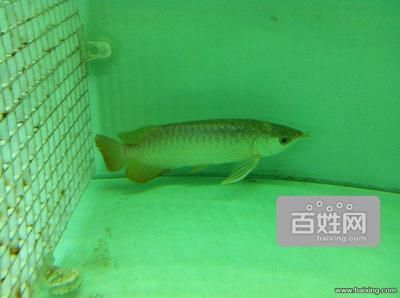 金龍魚為什么不能養(yǎng)兩條：金龍魚可以同時兩條一起養(yǎng)嗎