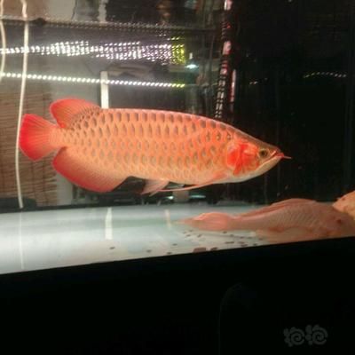 龍魚紅燈白燈的區(qū)別：紅燈和白燈對龍魚的影響