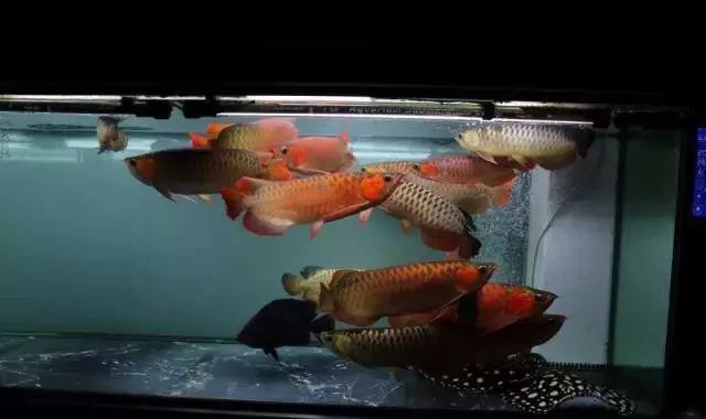 龍魚紅燈白燈的區(qū)別：紅燈和白燈對龍魚的影響