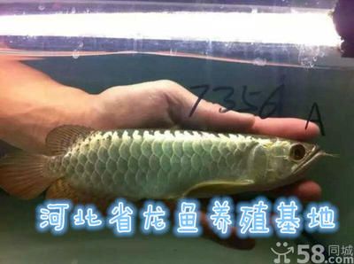 龍魚哪個品種最兇：亞洲龍魚品種介紹亞洲龍魚品種介紹亞洲龍魚和美洲龍魚