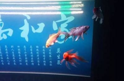 可以把飼料魚都放入龍魚缸么視頻