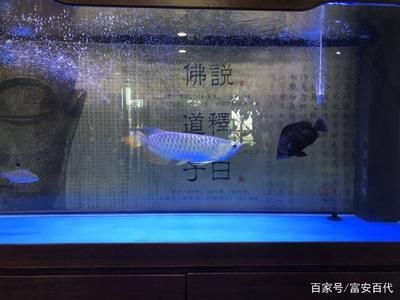 龍魚鳳魚虎魚可以混養(yǎng)嗎：龍魚、鳳魚、鳳魚和虎魚可以和什么魚混養(yǎng)嗎