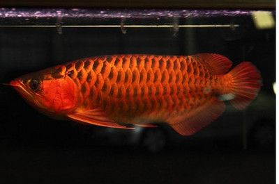 紅龍魚原產(chǎn)地水質(zhì)怎么樣：紅龍魚原產(chǎn)地紅龍魚