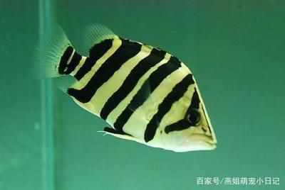 龍魚跟虎魚養(yǎng)的寓意和象征 龍魚百科 第2張