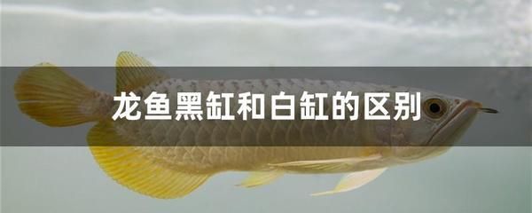 龍魚黑缸換白缸