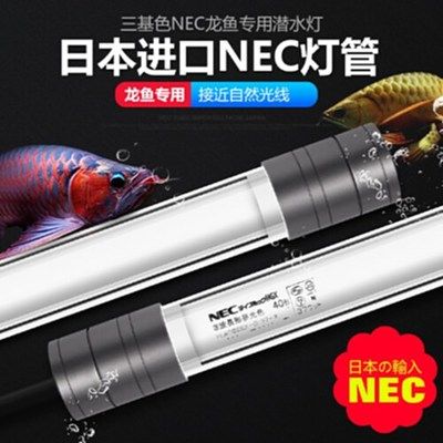 龍魚燈飛利浦好還是NEC好：飛利浦和nec哪個好 龍魚百科 第1張