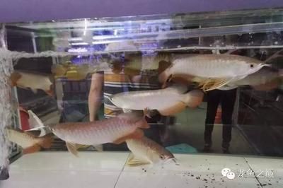 廣州龍魚商家排名前十名：廣州番禺龍魚觀賞魚店 龍魚百科 第2張