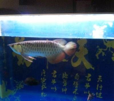 金龍魚和虎魚混養(yǎng)要注意些什么事項(xiàng)：金龍魚和虎魚混養(yǎng)的注意事項(xiàng)