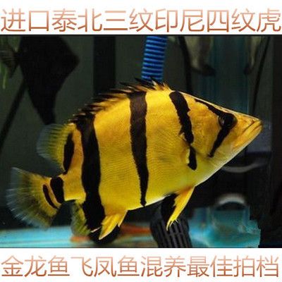 金龍魚和虎魚混養(yǎng)要注意些什么事項(xiàng)：金龍魚和虎魚混養(yǎng)的注意事項(xiàng)