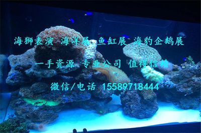 龍魚熱帶魚水溫多少合適?。糊堲~水溫過高怎么辦龍魚水溫適宜范圍的具體信息