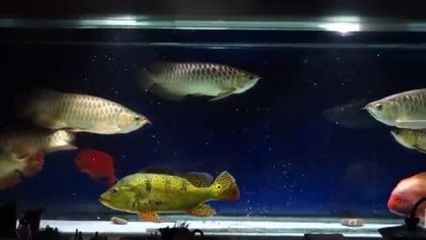 金龍魚眼睛都是紅色的嗎怎么回事：關(guān)于金龍魚眼睛顏色的問題