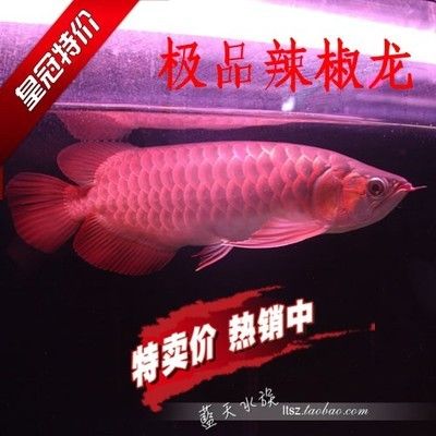 紅龍魚證書哪里能做？：紅龍魚證書辦理流程 龍魚百科 第2張