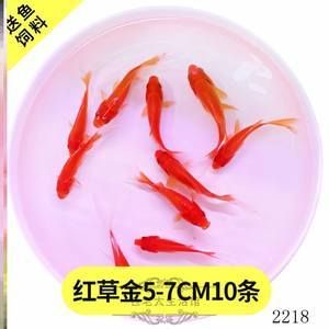 龍魚水酸怎辦：魚缸中的水質(zhì)酸度過弱酸性過高，魚缸中的水質(zhì)酸度過高