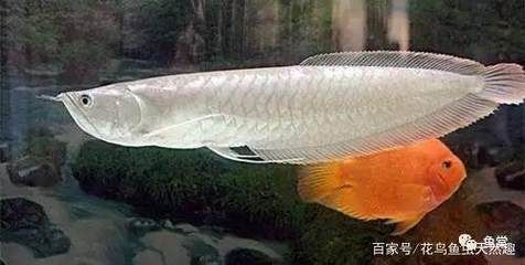 龍魚水質(zhì)檢測哪些指標(biāo)不合格：如何為龍魚提供適宜的水質(zhì)檢測指標(biāo)