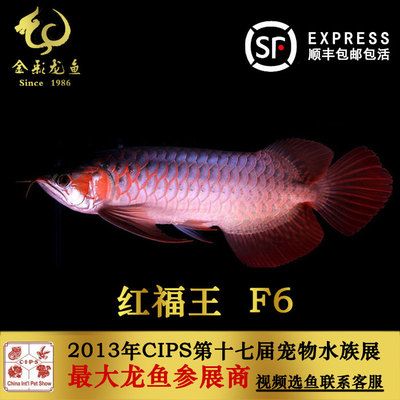 龍魚適合什么缸繁殖方式