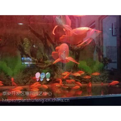 紅龍魚小苗多少錢一條?。杭t龍魚小苗價(jià)格 龍魚百科 第2張