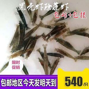 龍魚能吃黑殼蝦嗎：龍魚可以吃黑殼蝦嗎？