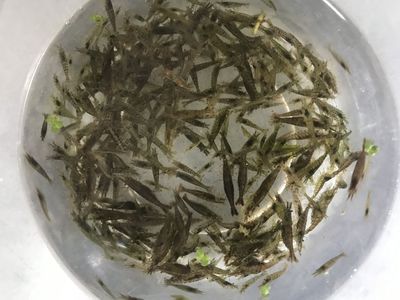 龍魚能吃黑殼蝦嗎：龍魚可以吃黑殼蝦嗎？