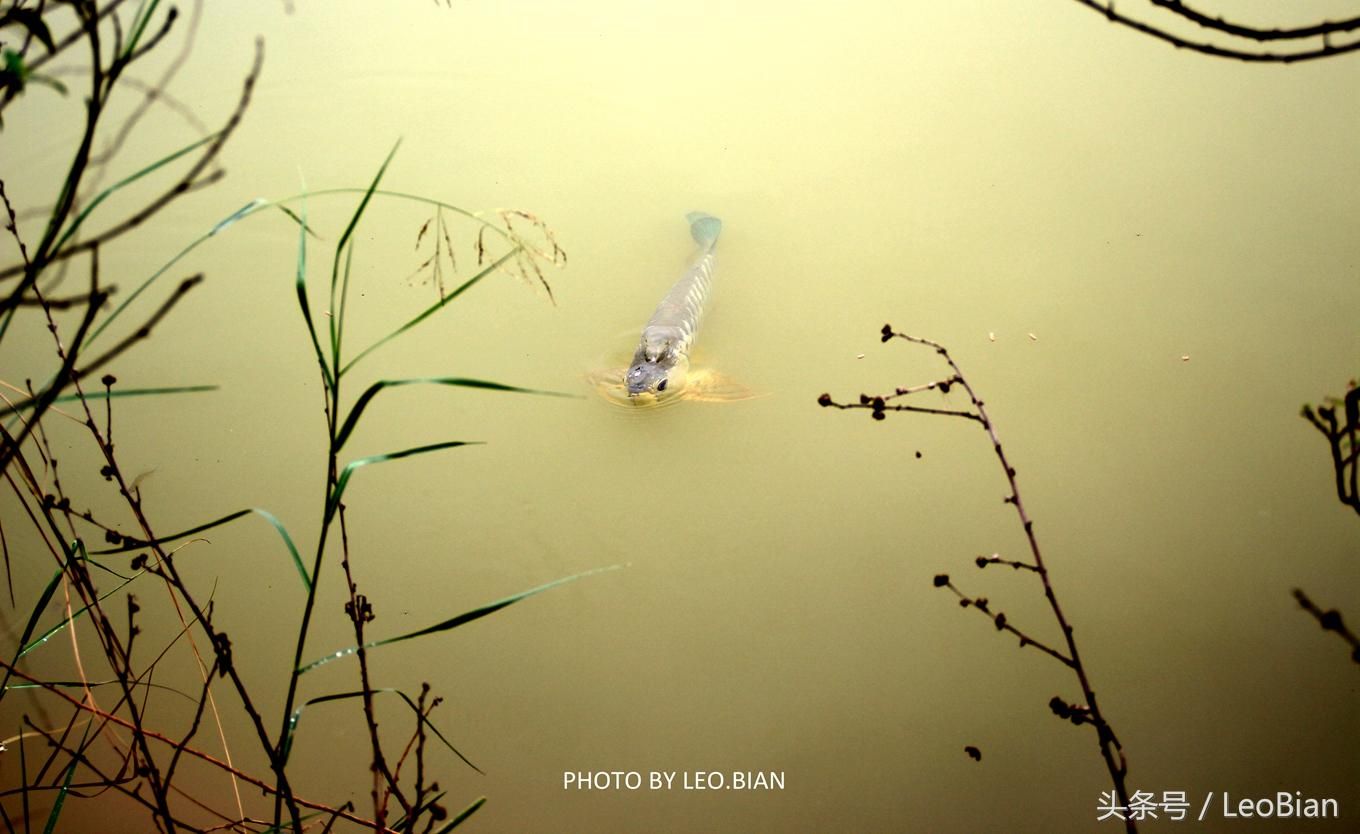 龍魚浮水面游來游去：寵物龍魚在水面上游360問答龍魚浮水面上游去的原因