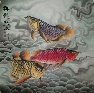 金底過(guò)背金龍魚(yú)多少錢一只：金底過(guò)背金龍魚(yú)和藍(lán)底過(guò)背金龍魚(yú)一般多少錢一條 龍魚(yú)百科 第3張