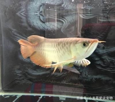 龍魚為什么要打架：如何解決龍魚打架的問題 龍魚百科 第3張