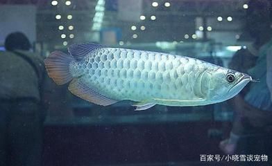 龍魚和金龍魚混養(yǎng)：龍魚和金龍魚混養(yǎng)可行嗎 龍魚百科 第2張