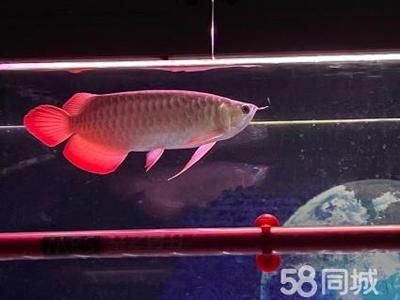 金龍魚眼睛手術(shù)：金龍魚眼睛手術(shù)主要包括以下幾個(gè)步驟可能導(dǎo)致龍魚死亡