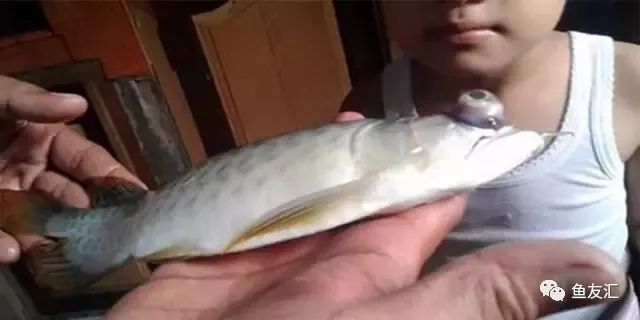 龍魚缸水溫多少度合適?。糊堲~缸水溫多少合適龍魚缸水溫多少合適